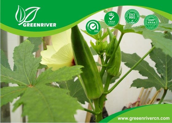 Yellow Okra seeds / ladies finger seeds with FDA Certificate