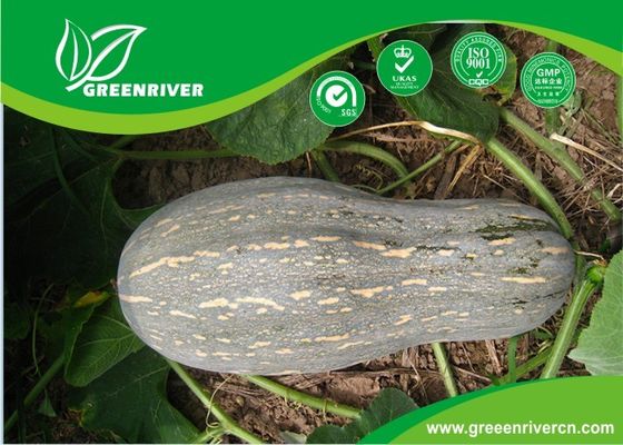 Yellow organnic Chinese pumpkin seeds ISO9001-2000 Certificate