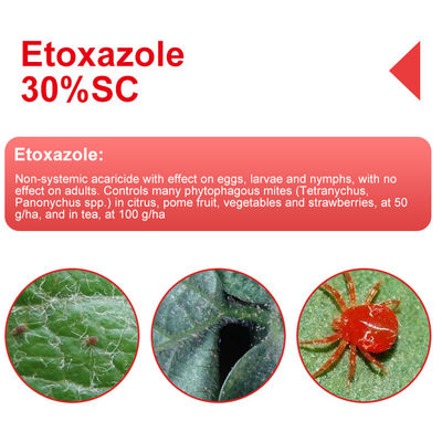 Non - systemic Etoxazole 11%SC contact acaricide with effect on eggs, larvae , nymphs