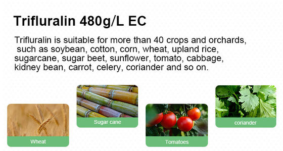 Trifluralin 48%EC sugar beet herbicides Fast Acting Weed Killer cas 1582-09-8