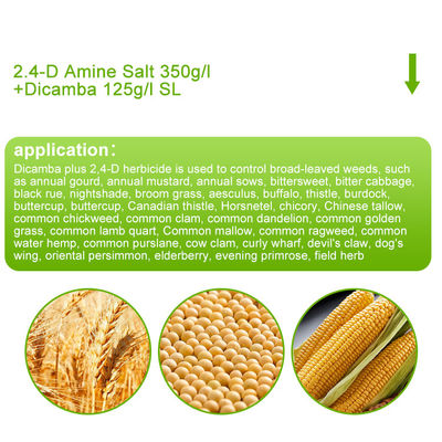 Dicamba / Triasulfuron Selective Herbicides cas 1918-00-9 / 82097-50-5