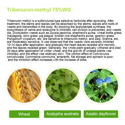 101200-48-0 Tribenuron Methyl Selective Herbicides For Maize , White powder