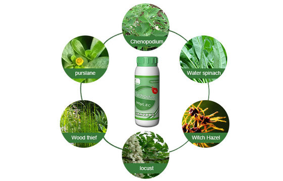 Clear / amber liquid Selective Herbicides Clethodim 24%EC for soya beans , flax