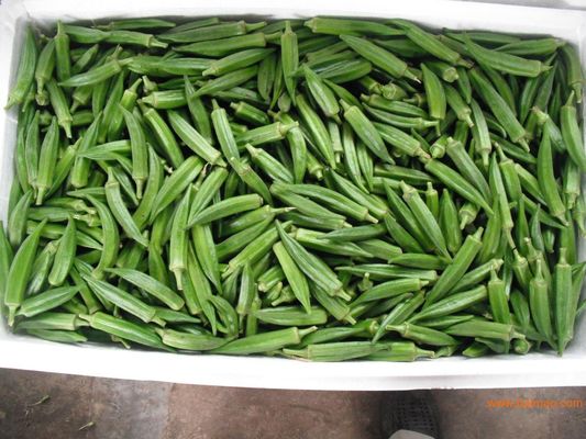 Yellow Okra seeds / ladies finger seeds with FDA Certificate