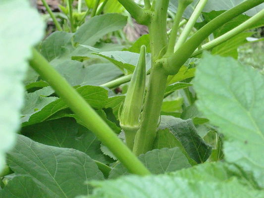 Yellow Okra seeds / ladies finger seeds with FDA Certificate