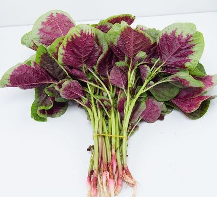 Red Round Leaf Amaranth Seeds with with green edge for planting