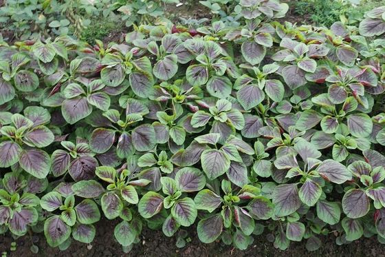 Red Round Leaf Amaranth Seeds with with green edge for planting