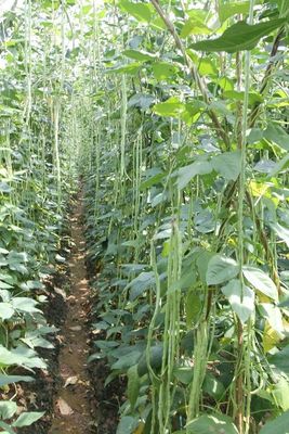 Commercial Green Organic yard long bean seeds with thick flesh
