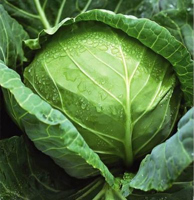Green organnic Cabbage seeds in Black / Red , OC Certification