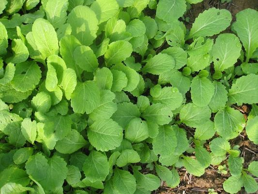 Light Green Early Small Leaf Mustard Seeds Germination 85 %