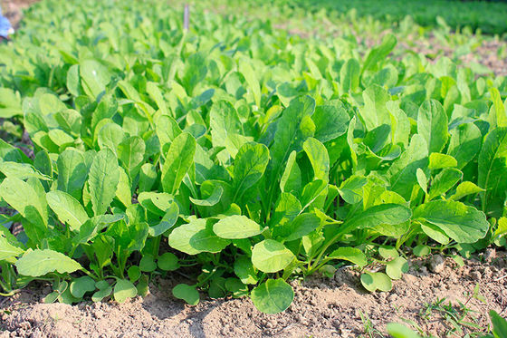 organnic Radish sprouts seeds with ISO9001-2000 approvals , Green Black Yellow