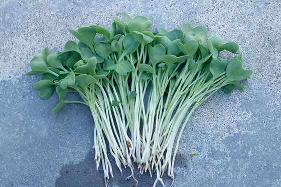 organnic Radish sprouts seeds with ISO9001-2000 approvals , Green Black Yellow