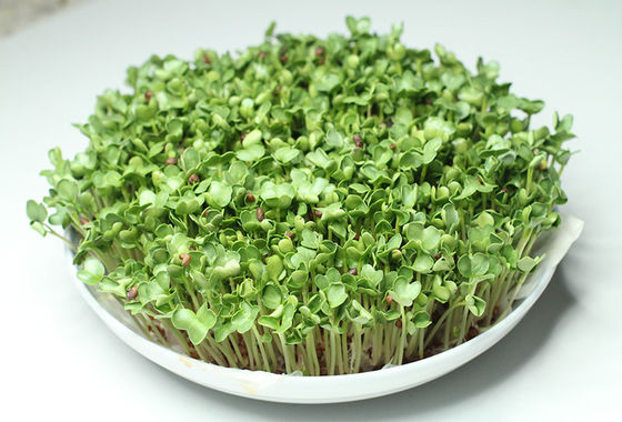 organnic Radish sprouts seeds with ISO9001-2000 approvals , Green Black Yellow