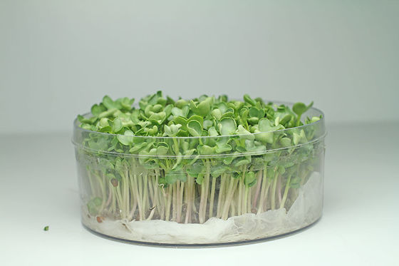 organnic Radish sprouts seeds with ISO9001-2000 approvals , Green Black Yellow