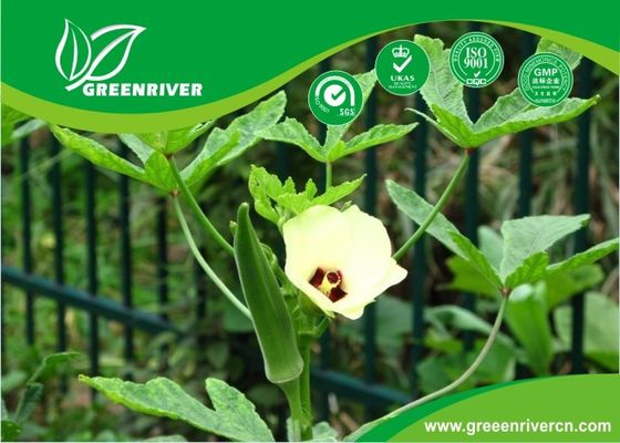 Yellow Okra seeds / ladies finger seeds with FDA Certificate