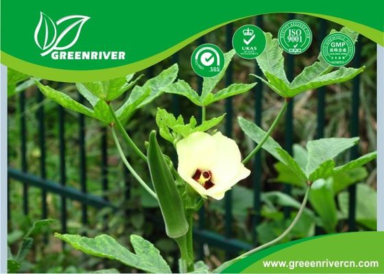 Yellow Okra seeds / ladies finger seeds with FDA Certificate