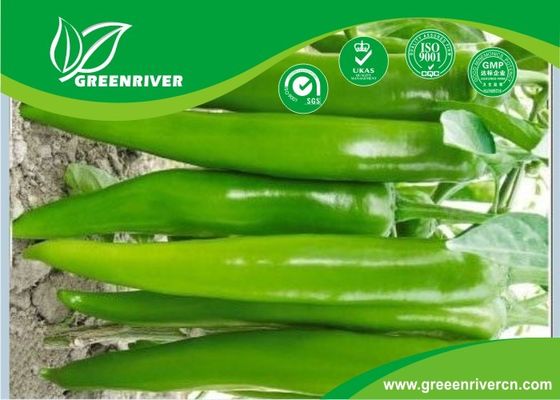Hybrid type Green pepper seeds F1 Fruit , 20-23 cm length